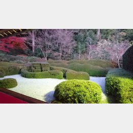 大池寺の庭園（Ｃ）日刊ゲンダイ