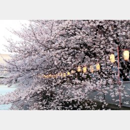 満開が待ち遠しい（Ｃ）日刊ゲンダイ