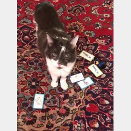 現在１７歳のスタンリーちゃん（ベッツィーさんのフェイスブックより）