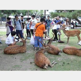 奈良公園の鹿と観光客（Ｃ）日刊ゲンダイ