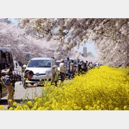 大潟村お桜はもうすぐ見頃（Ｃ）共同通信社