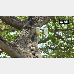 枝に点滴注射の装置が取り付けられた写真（ＡＮＩ通信のツイッターから）