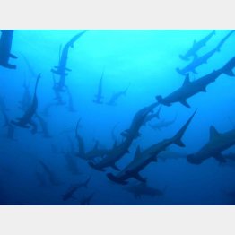 アカシュモクザメ（Ｃ）オーシャンダイヤリー