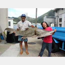 シロワニ（提供写真）