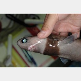 ダルマザメ（Ｃ）坂本衣里