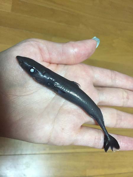 2ページ目)“シャーキビリティー”を高められる いま注目の「5大サメ
