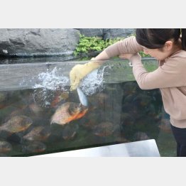 ピラニアにエサやり体験（提供写真）