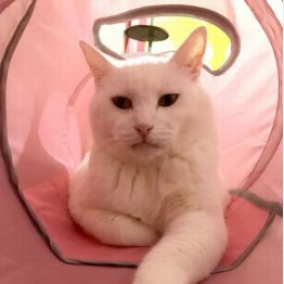 あなたはどちら派？（Ｃ）日刊ゲンダイ