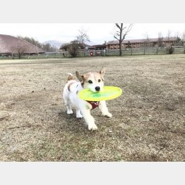 ドッグリゾートｗｏｏｆ（Ｃ）日刊ゲンダイ