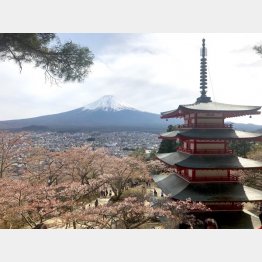 新倉山浅間公園（Ｃ）日刊ゲンダイ