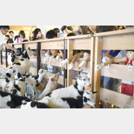 都会のど真ん中に牧場が出現（Ｃ）共同通信社