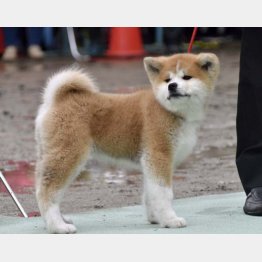 ザギトワに贈られるマサル（Ｃ）共同通信社