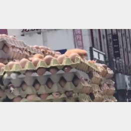 シュールな光景（嘿嘿のフェイスブックから）