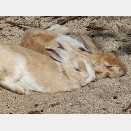 野生化したうさぎ（Ｃ）日刊ゲンダイ