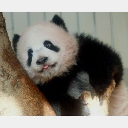 １２日に１歳になるシャンシャン（Ｃ）日刊ゲンダイ