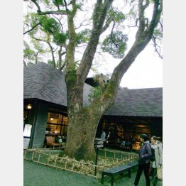 「來宮神社」の参集殿、オープンカフェ「報鼓」も併設（提供写真）