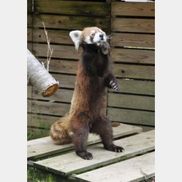 ブームの火付け役「風太」（写真は２年前のもの）／（Ｃ）共同通信社