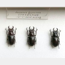 ミクラミヤマクワガタ（Ｃ）日刊ゲンダイ