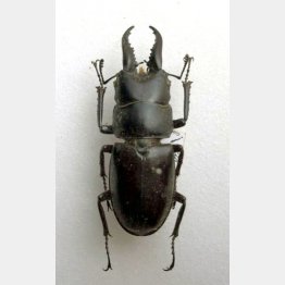 ハチジョウノコギリクワガタ　（Ｃ）日刊ゲンダイ