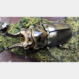 オウゴンオニクワガタ（Ｃ）日刊ゲンダイ