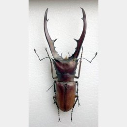 メタリフェルホソアカクワガタ（Ｃ）日刊ゲンダイ