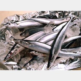 水揚げ減少が続くサンマ（Ｃ）日刊ゲンダイ