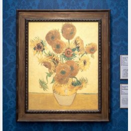 ゴッホ「ヒマワリ」を公開中（大塚国際美術館／提供写真）