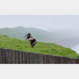 天然記念物のオジロワシ（Ｃ）日刊ゲンダイ