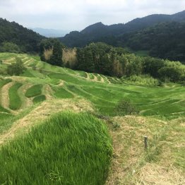 大山千枚田（Ｃ）日刊ゲンダイ