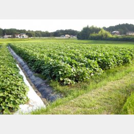 写真はイメージ（Ｃ）日刊ゲンダイ