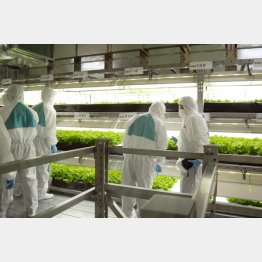 兵庫県養父市の「植物工場」（Ｃ）共同通信社