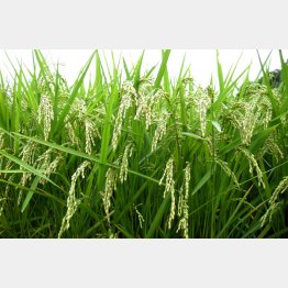 コメや麦の種を守る「種子法」が廃止された（Ｃ）日刊ゲンダイ