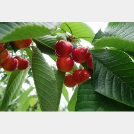 甘味が強いジュノハート（Ｃ）日刊ゲンダイ