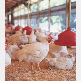 鶏肉も鶏卵も無投薬（秋川牧園提供）