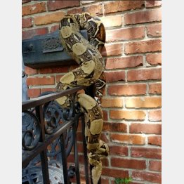 長さ２．４メートル（写真はオーバーランド市警から）