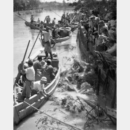 新川の堤防決壊を懸命に防ぐ人たち（江戸川区宇喜田町）＝１９４７（昭和２２）年（Ｃ）共同通信社