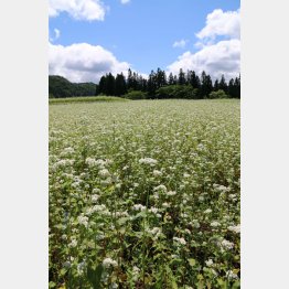 そばの花が満開（横手市）（Ｃ）日刊ゲンダイ