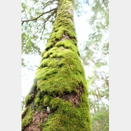 吉永小百合も触れたかも（Ｃ）日刊ゲンダイ