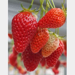 （写真はイメージ）（Ｃ）日刊ゲンダイ