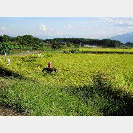 写真はイメージ（Ｃ）日刊ゲンダイ