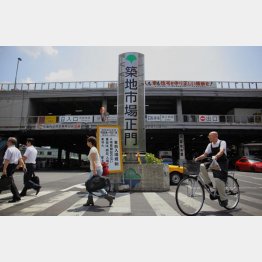 約３０匹の野良ネコが生息（Ｃ）日刊ゲンダイ