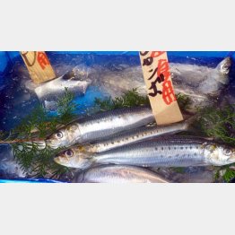 原料のイワシも豊富に備蓄（Ｃ）日刊ゲンダイ