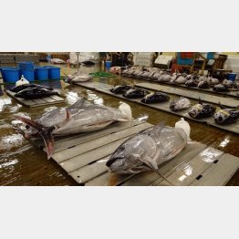 豊洲では臨場感を味わえない（Ｃ）日刊ゲンダイ