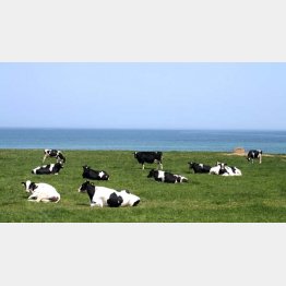 雄武町（提供写真）