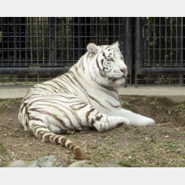リク（鹿児島市平川動物公園提供）／（Ｃ）共同通信社