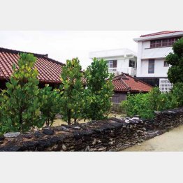 伝統的な家屋とフクギ並木（提供写真）