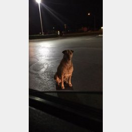 夜な夜なマックに…（ベッツィーさんのフェイスブックから）