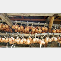 タマネギも自家採種禁止（Ｃ）日刊ゲンダイ