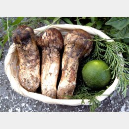 毒はないけど…（Ｃ）日刊ゲンダイ