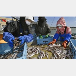 水揚げされたシシャモを仕分けする漁業関係者（Ｃ）共同通信社